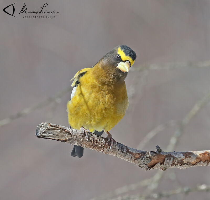 Evening Grosbeak male adult