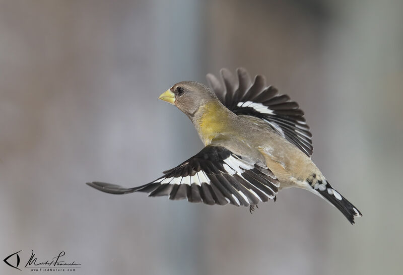 Evening Grosbeak female adult, Flight