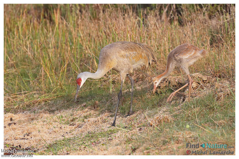 Sandhill Crane, Reproduction-nesting