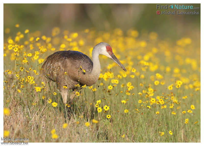 Sandhill Craneadult