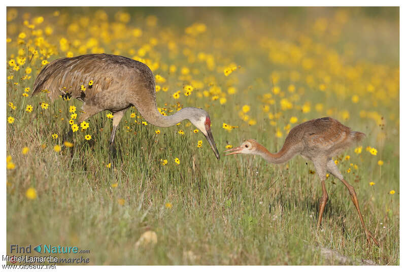 Sandhill Crane, habitat, pigmentation