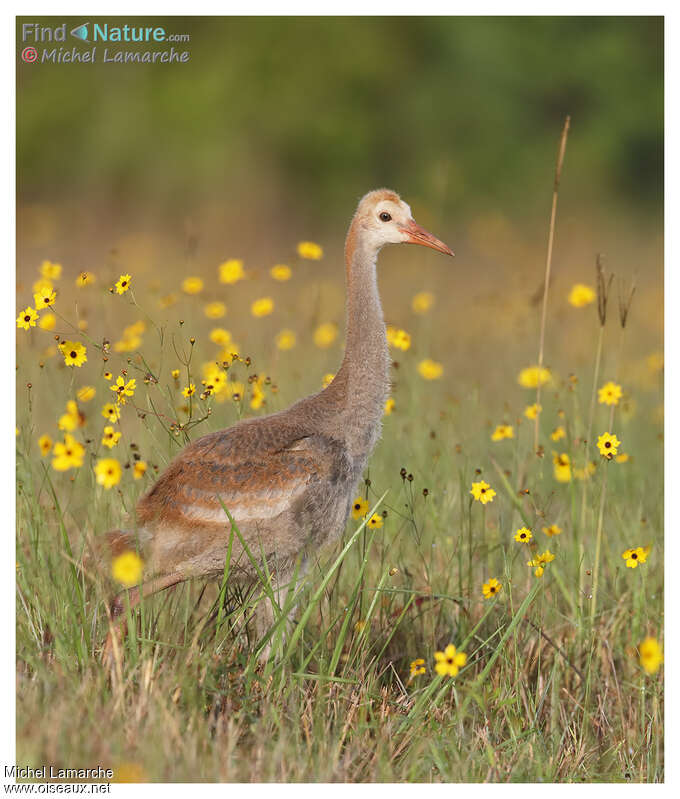 Sandhill CranePoussin, identification