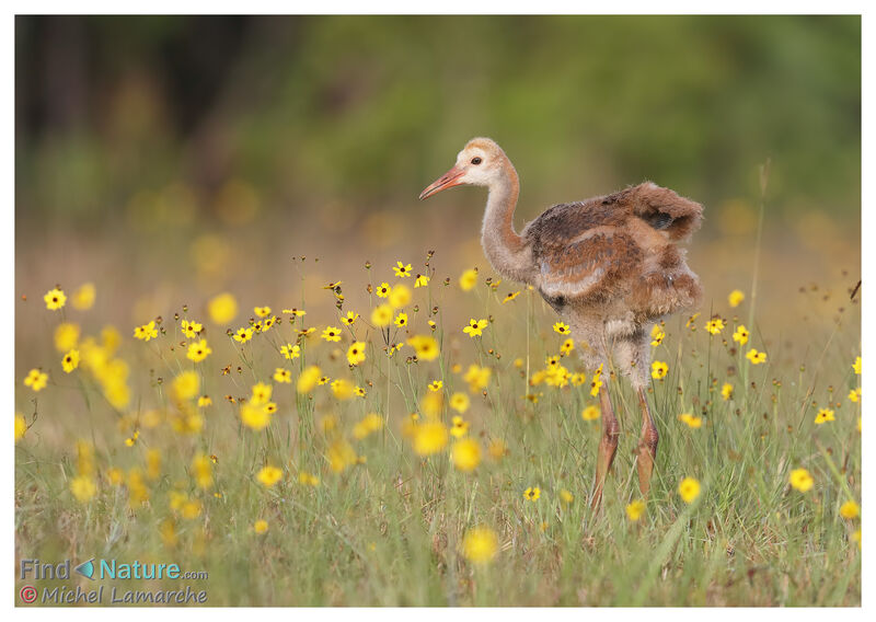 Sandhill Cranejuvenile