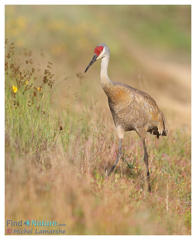 Sandhill Craneadult