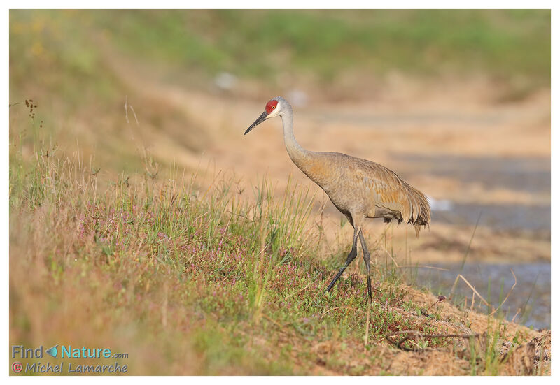 Sandhill Craneadult