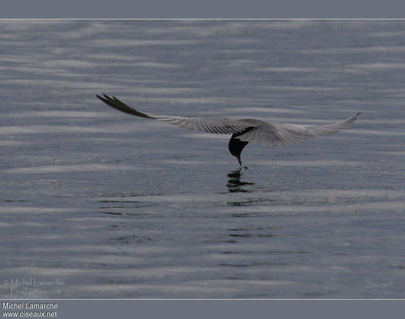 Black Ternadult, Flight, fishing/hunting