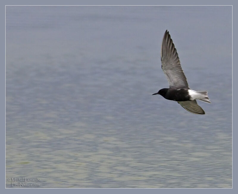 Black Tern