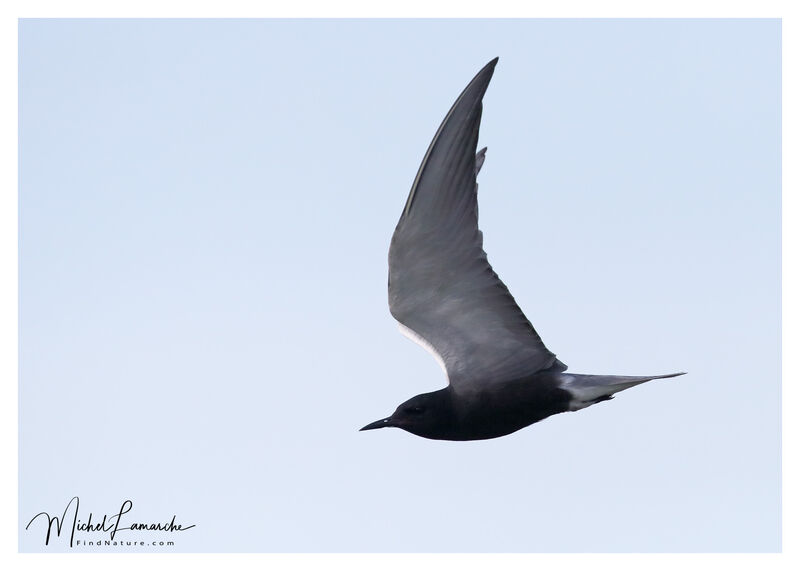 Guifette noireadulte nuptial