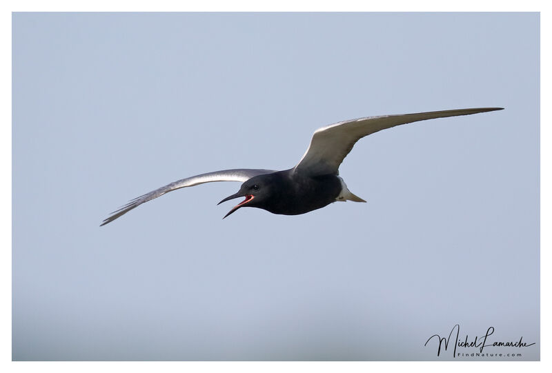 Guifette noireadulte nuptial