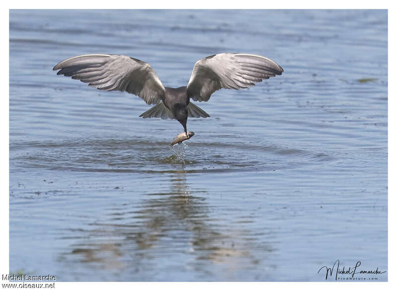 Black Tern, Flight, fishing/hunting