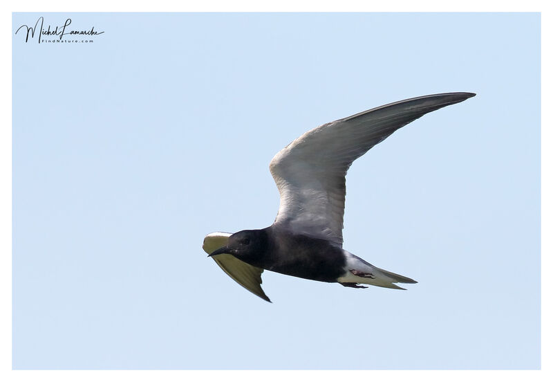 Black Tern, Flight