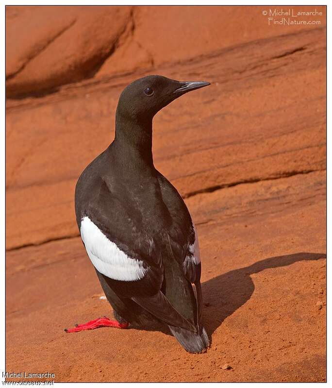 Guillemot à miroir