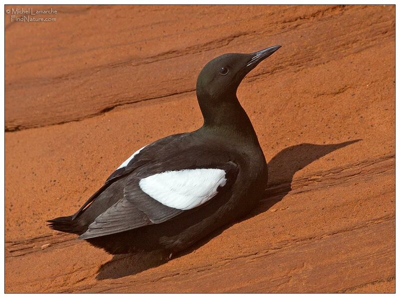 Black Guillemotadult, identification