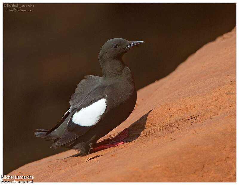 Black Guillemot, identification