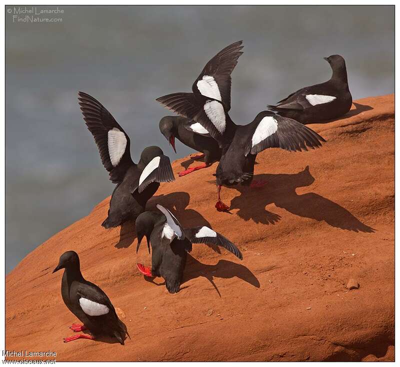 Black Guillemotadult, Behaviour