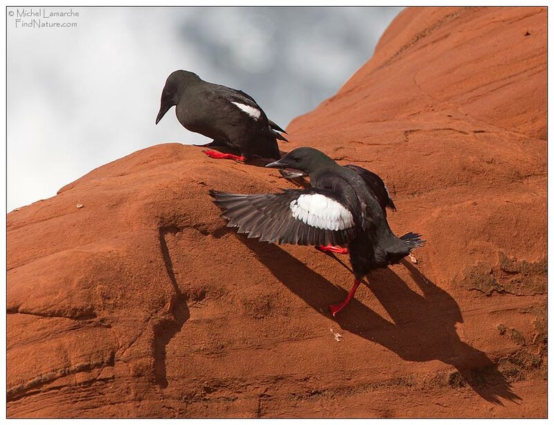 Black Guillemot