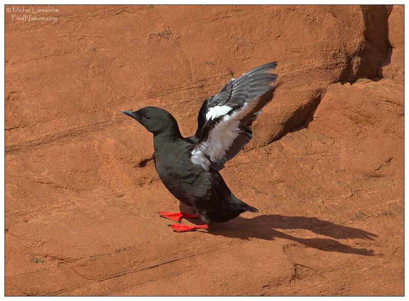 Black Guillemot