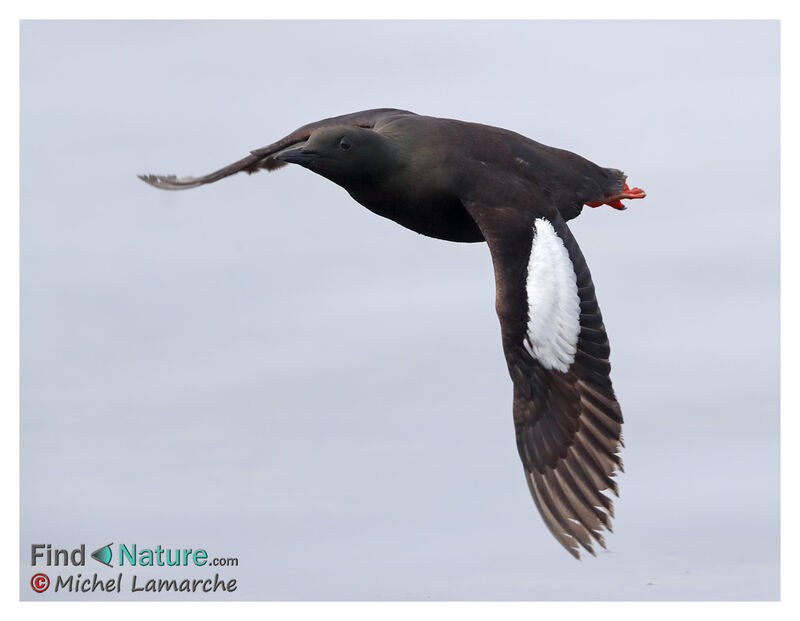 Black Guillemot