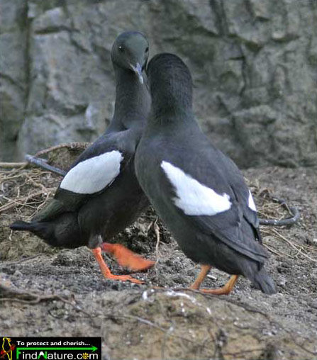 Black Guillemot