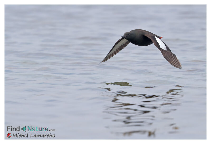 Black Guillemot