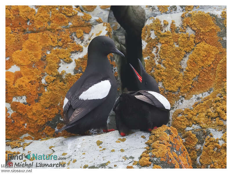 Black Guillemotadult breeding, courting display