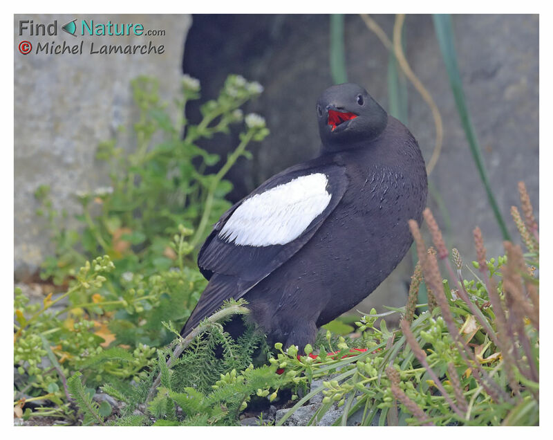 Guillemot à miroir