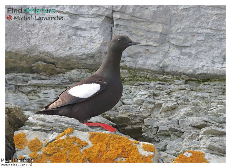 Black Guillemotadult breeding, identification