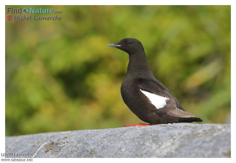 Guillemot à miroiradulte nuptial, identification