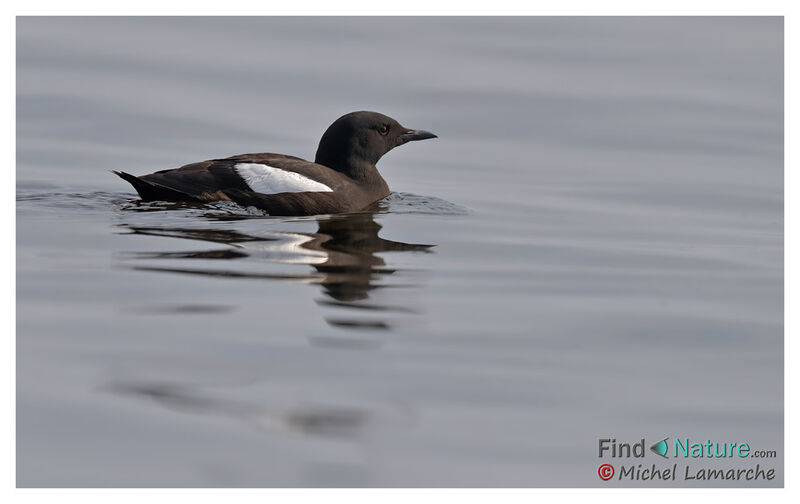 Guillemot à miroir