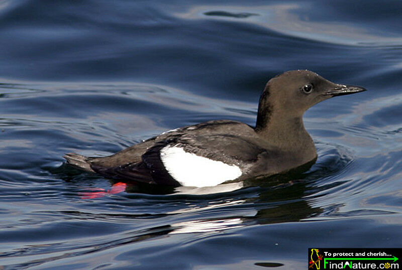 Black Guillemot