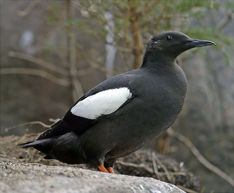 Guillemot à miroir