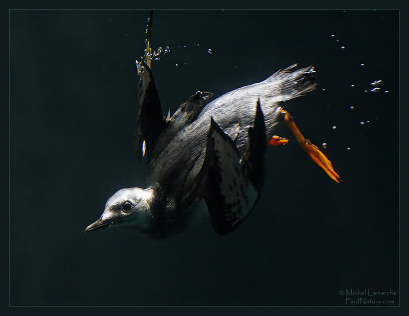 Black Guillemot