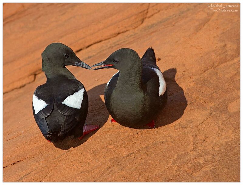 Guillemot à miroir