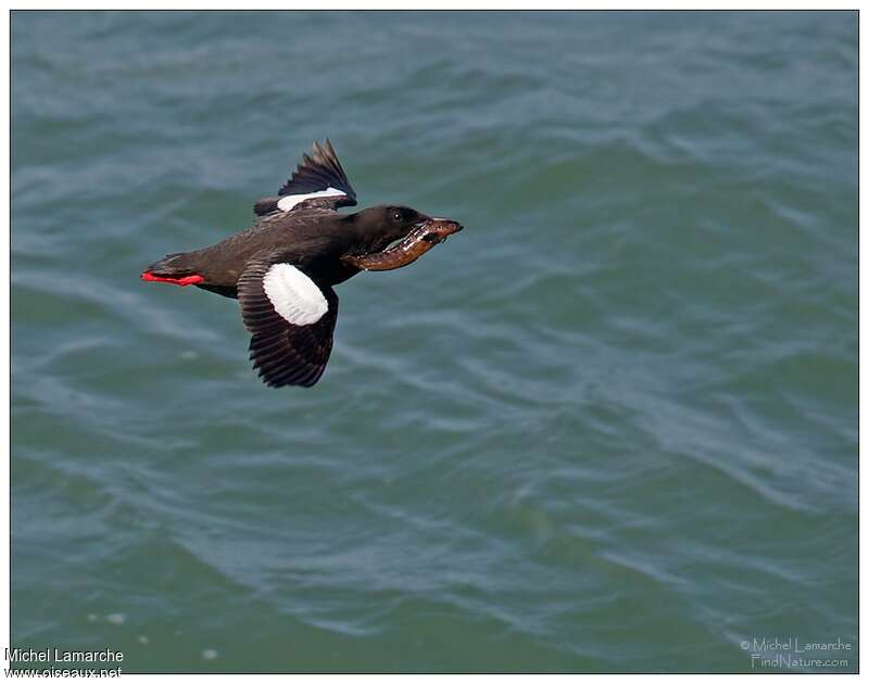 Guillemot à miroiradulte, Vol, régime