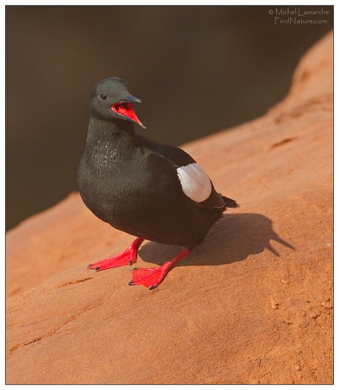 Black Guillemot