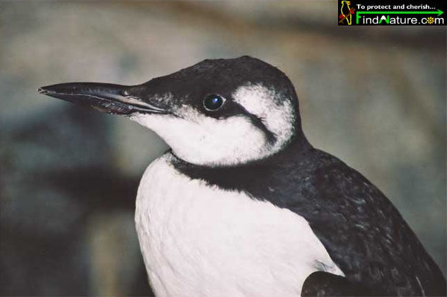 Guillemot de Troïl