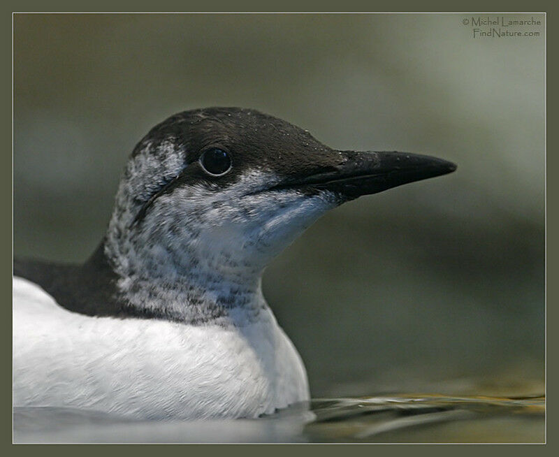 Guillemot de Troïl