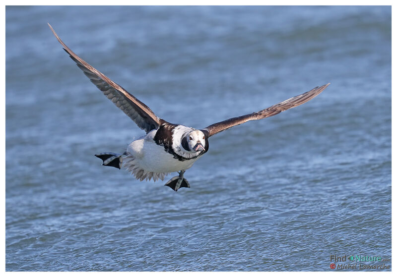 Long-tailed Duck female adult post breeding, Flight