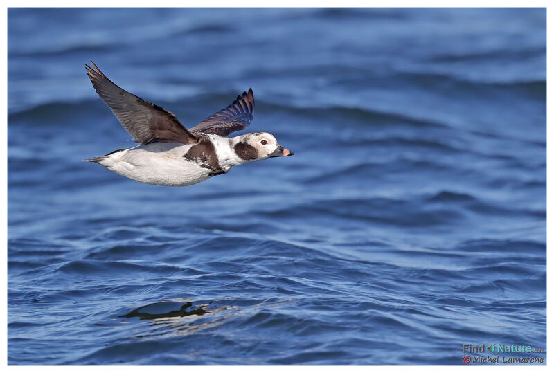 Long-tailed Duck female adult post breeding, Flight