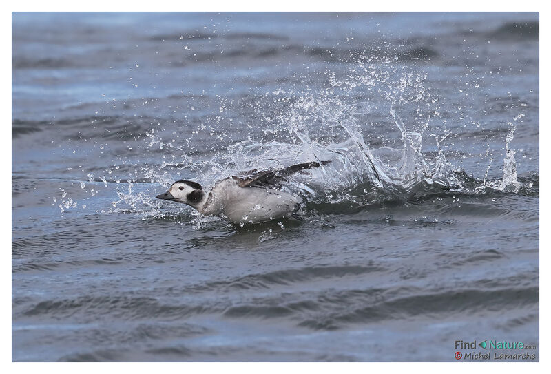 Long-tailed Duck female adult post breeding