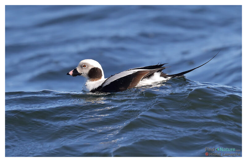 Long-tailed Duck male adult post breeding