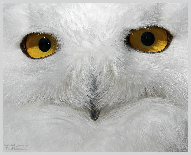 Snowy Owl male, close-up portrait