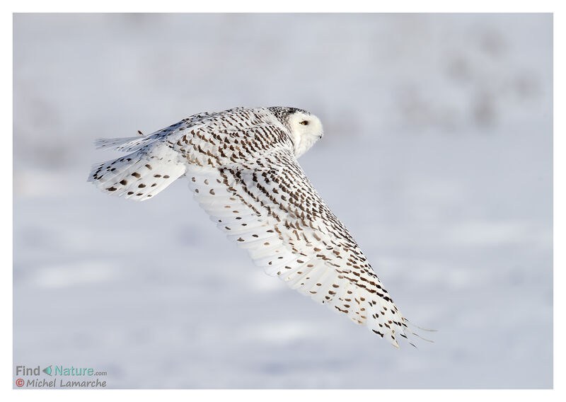 Harfang des neiges, Vol