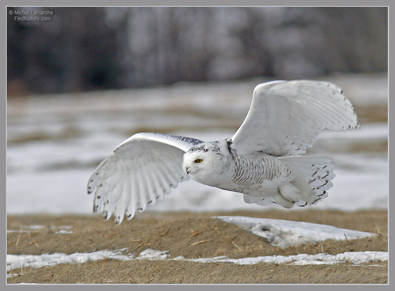 Snowy Owl female