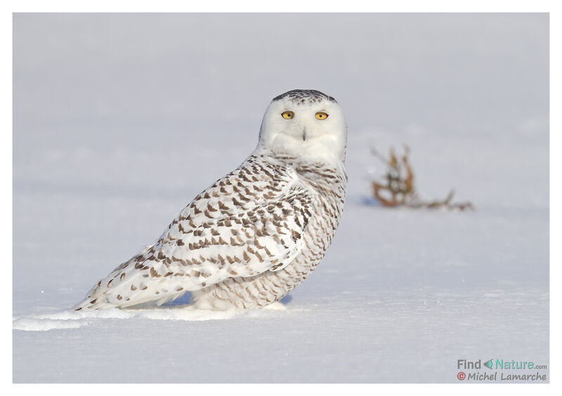 Harfang des neiges