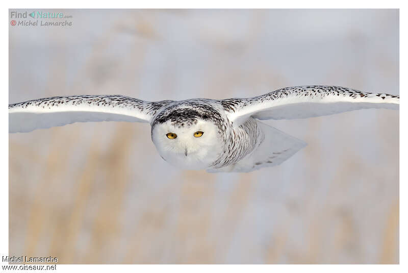 Harfang des neiges, Vol