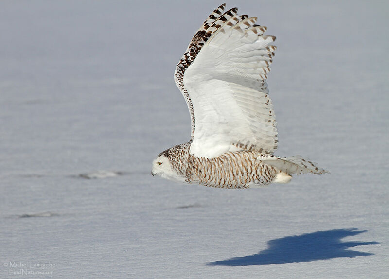 Harfang des neiges