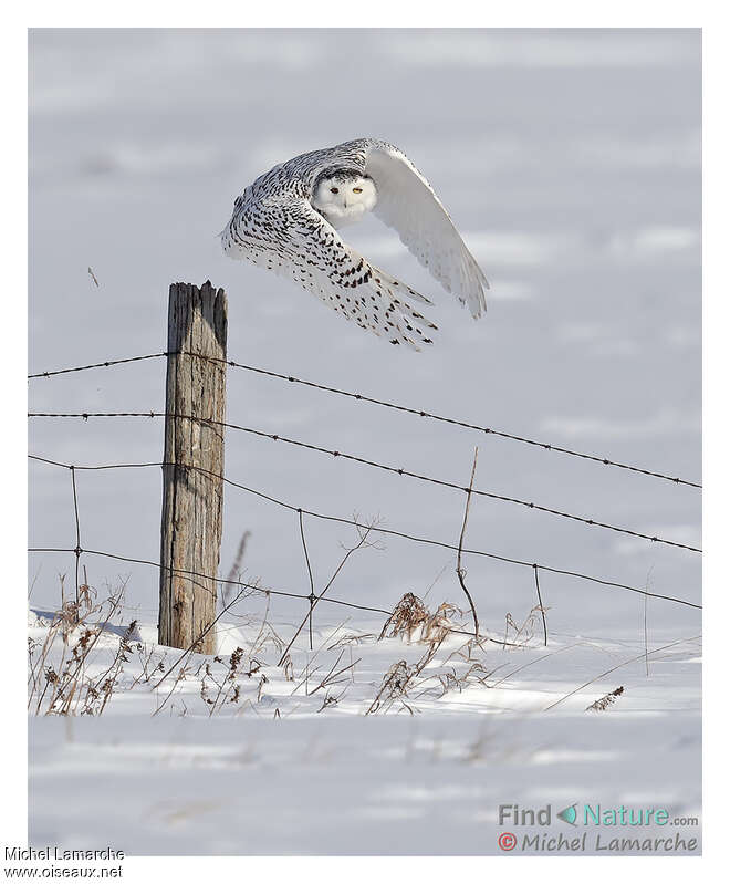 Harfang des neiges, Vol