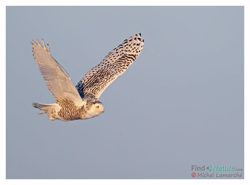 Snowy Owl, Flight