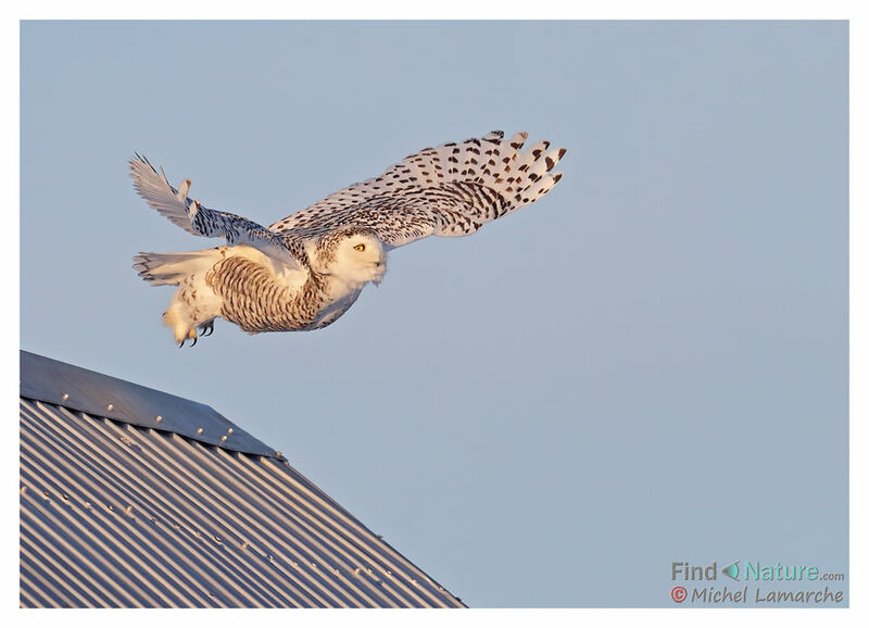 Snowy Owl, Flight